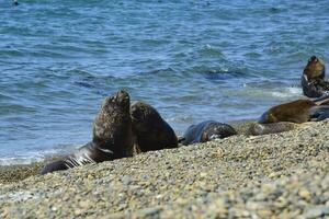 Male Sea Lion , in the coastal colony,Patagonia, Argentina. photo