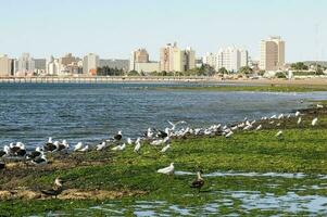 gaviotas encaramado en el costa con el ciudad de puerto madryn en el antecedentes foto