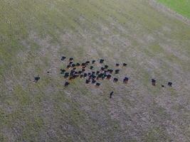 grande escala carne producción en argentina, aéreo ver de un lote de vacas foto