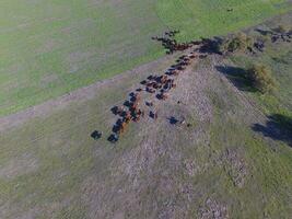 grande escala carne producción en argentina, aéreo ver de un lote de vacas foto