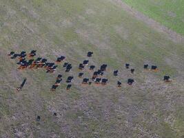 Large scale meat production in Argentina, aerial view of a batch of cows photo