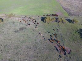 Large scale meat production in Argentina, aerial view of a batch of cows photo