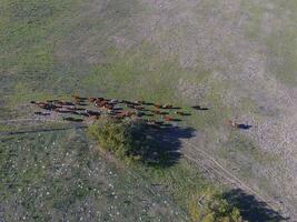 grande escala carne producción en argentina, aéreo ver de un lote de vacas foto