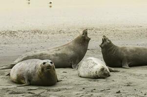 familia de elefante focas en el playa, península Valdés, Patagonia, argentina. foto