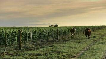 Cattle grazing in pampas countryside, La Pampa province, Argentina. photo