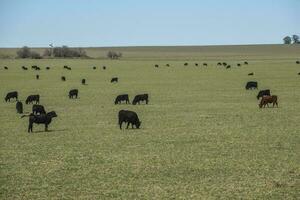 Export steers in pampas countryside, Patagonia, Argentina. photo