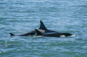 orca respiración en el superficie, Patagonia argentina. foto