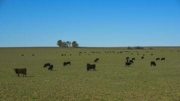 Cattle grazing in pampas countryside, La Pampa, Argentina. photo