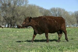 Cattle grazing in pampas countryside, La Pampa, Argentina. photo