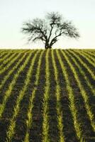 Pampas countryside, sowing direct rows, Argentina photo