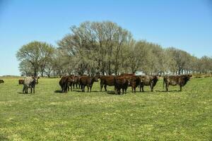 Cows fed with natural grass in pampas countryside, Patagonia, Argentina. photo