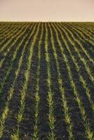 Pampas countryside, sowing direct rows, Argentina photo