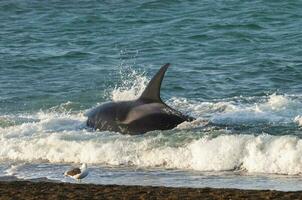 Killer whale hunting sea lions,Peninsula Valdes, Patagonia Argentina photo