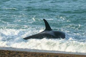 asesino ballena caza mar leones,peninsula Valdés, Patagonia argentina foto