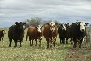 Cows fed with natural grass in pampas countryside, Patagonia, Argentina. photo