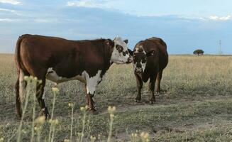 Cattle in pampas countryside, La Pampa, Argentina. photo