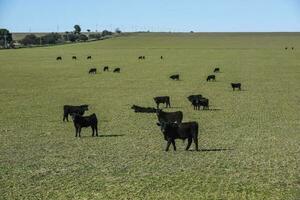 Cows fed with natural grass in pampas countryside, Patagonia, Argentina. photo