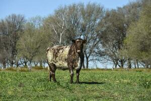 vacas pasto en pampa campo, la pampa, argentina. foto