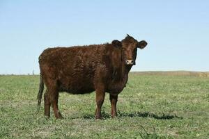 Cow grazing in pampas countryside, La Pampa, Argentina. photo