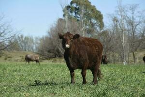 Cattle grazing in pampas countryside, La Pampa, Argentina. photo