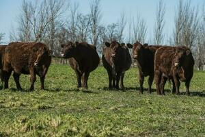 Cows fed with natural grass in pampas countryside, Patagonia, Argentina. photo