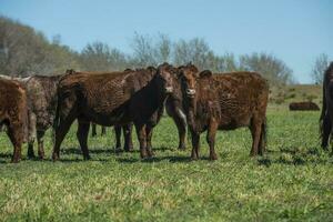 vacas alimentado con natural césped en pampa campo, Patagonia, argentina. foto