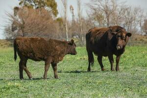 Cows fed with natural grass in pampas countryside, Patagonia, Argentina. photo