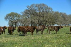 Cows fed with natural grass in pampas countryside, Patagonia, Argentina. photo