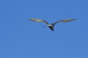 golondrina de mar en vuelo, península valdés,patagonia argentina. foto