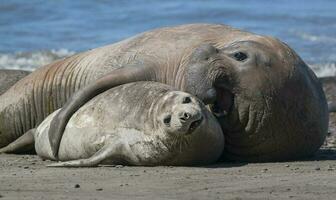 Elephant seals couple mating, Peninsula Valdes, Patagonia, Argentina. photo