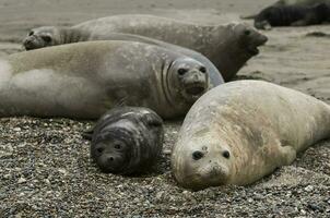Family of elephant seals on the beach, Peninsula Valdes, Patagonia, Argentina. photo