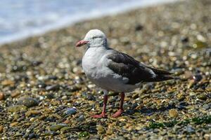 Dolphin Gull perched on a beach, Patagonia, Argentina. photo