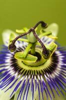 Blue passion flower, close up view, Pampas forest, Argentina. photo