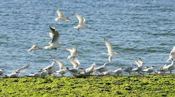 Gull and tern flock, Patagonia, Argentina photo