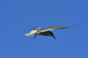 Tern in flight, Peninsula Valdes,Patagonia Argentina. photo