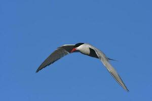 Tern in flight, Peninsula Valdes,Patagonia Argentina. photo