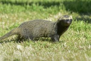 Little grison in Pampas environment, Patagonia, Argentina photo