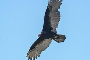 Turkey Vulture, ,planning in flight, Patagonia, Argentina photo