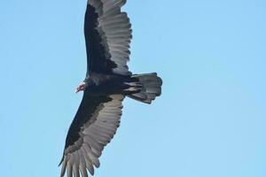 Turkey Vulture, ,planning in flight, Patagonia, Argentina photo