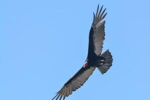 Turkey Vulture, ,planning in flight, Patagonia, Argentina photo