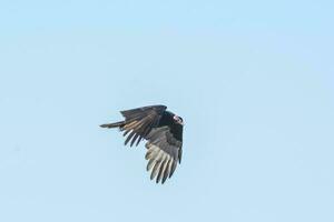 Turkey Vulture, ,planning in flight, Patagonia, Argentina photo