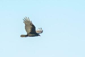Turkey Vulture, ,planning in flight, Patagonia, Argentina photo