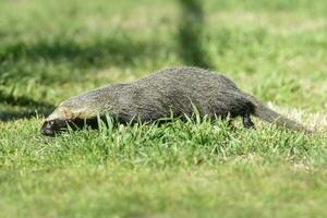 Little grison in Pampas environment, Patagonia, Argentina photo