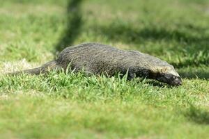 Little grison in Pampas environment, Patagonia, Argentina photo