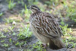 común codornices, coturnix coturnix kruger nacional parque, sur África foto