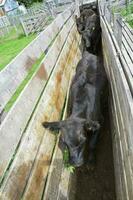 Cows in the cow pen , Argentine meat production photo