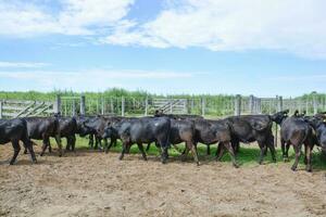 vacas en el vaca bolígrafo , argentino carne producción foto