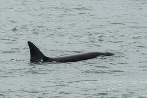 Orcas patrolling the coast, hunting sea lion pups,Peninsula Valdes, Patagonia Argentina photo