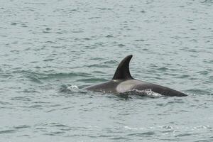 Orcas patrolling the coast, hunting sea lion pups,Peninsula Valdes, Patagonia Argentina photo