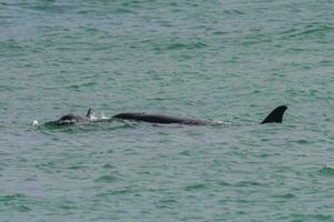 Orca Patagonia , Argentina photo